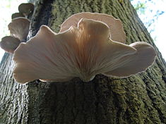 Image for Global Pleurotus Ostreatus Market 2017 GanoFarm Sdn Bhd, Fungaia Farm with ID of: 1492024