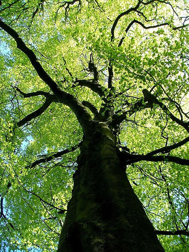 Image for TOP NOTCH TREE - Sparta, WI with ID of: 149306