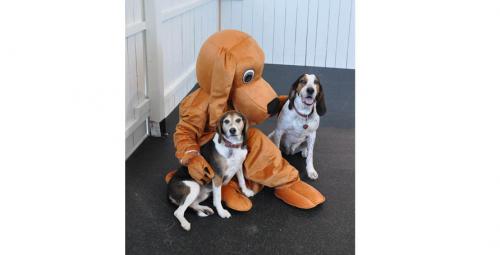 Image for Healthy Hound Playground with ID of: 1494518