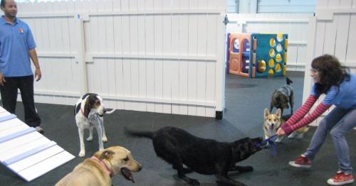 Image for Healthy Hound Playground with ID of: 1494519