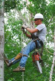 Image for Tree removal Nassau County NY with ID of: 1494759