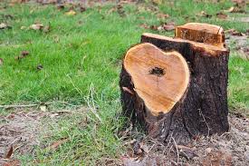 Image for Tree removal Nassau County NY with ID of: 1494770