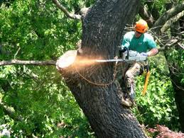 Image for Tree removal Nassau County NY with ID of: 1494772