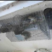 Image for First Choice Pest Control with ID of: 1494991