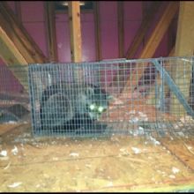 Image for First Choice Pest Control with ID of: 1494992