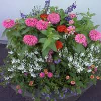 Image for Northgate Greenhouses with ID of: 1496466