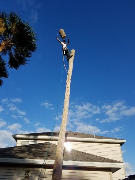 Image for Stewart's Tree Pro with ID of: 1500389