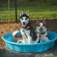 Image for Blue Sky Farms with ID of: 1501358