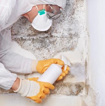Image for My Mold Removal NYC with ID of: 1502976