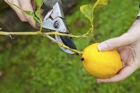 Image for Tree pruning with ID of: 1508790