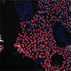 Image for Global Stem Cell Assay Market 2016 GE Healthcare, Promega Corporation, Merck KGaA, Cell Biolabs, Hemogenix with ID of: 1509107