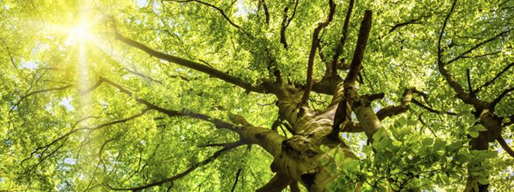 Image for Phoenix Tree Service Inc. with ID of: 1510349