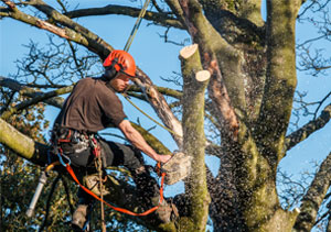 Image for Phoenix Tree Service Inc. with ID of: 1510350