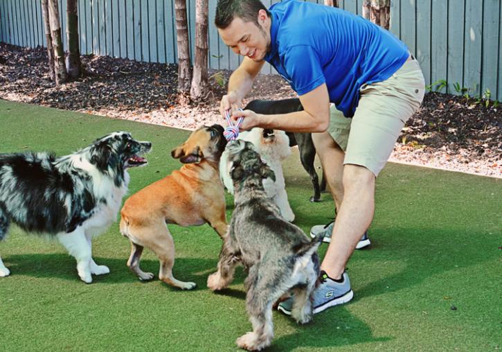 Image for Puppy Palace - Brandon with ID of: 1511345