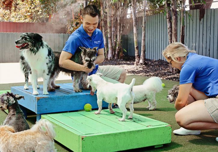 Image for Puppy Palace - Brandon with ID of: 1511347