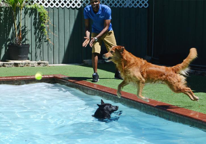 Image for Puppy Palace - Brandon with ID of: 1511348