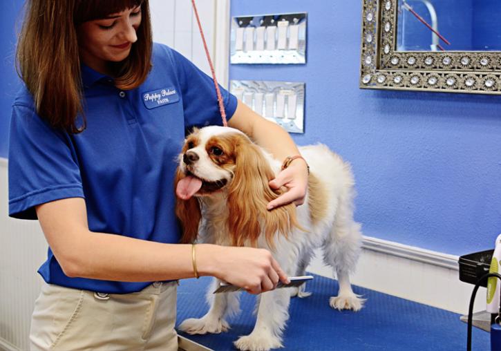Image for Puppy Palace - Brandon with ID of: 1511352