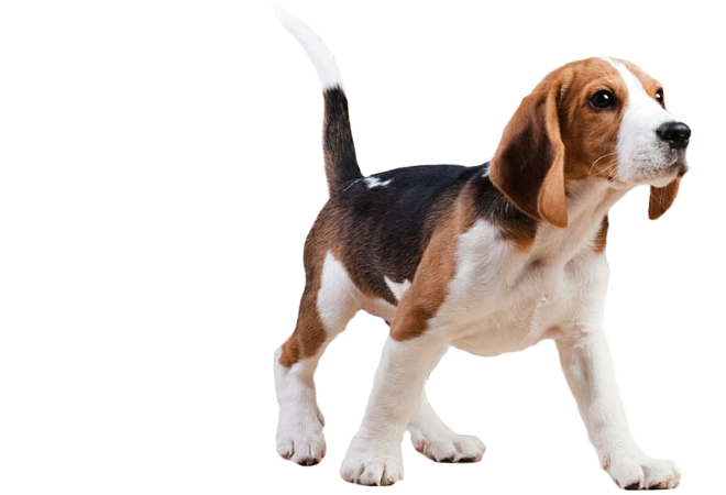 Image for City Dogs with ID of: 1514189