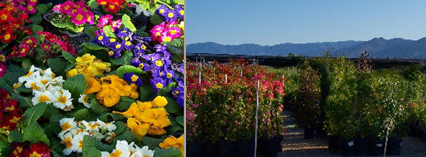 Image for Bob Williams Nursery Inc. with ID of: 1514296