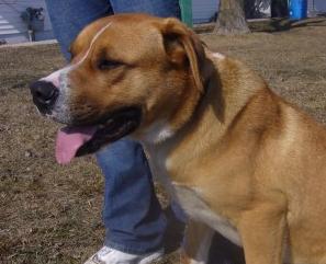 Image for Neenah Animal Shelter with ID of: 151705