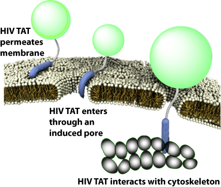 Image for Cell-Penetrating Peptides with ID of: 1522185