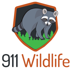Image for 911Wildlife Removal with ID of: 1522767