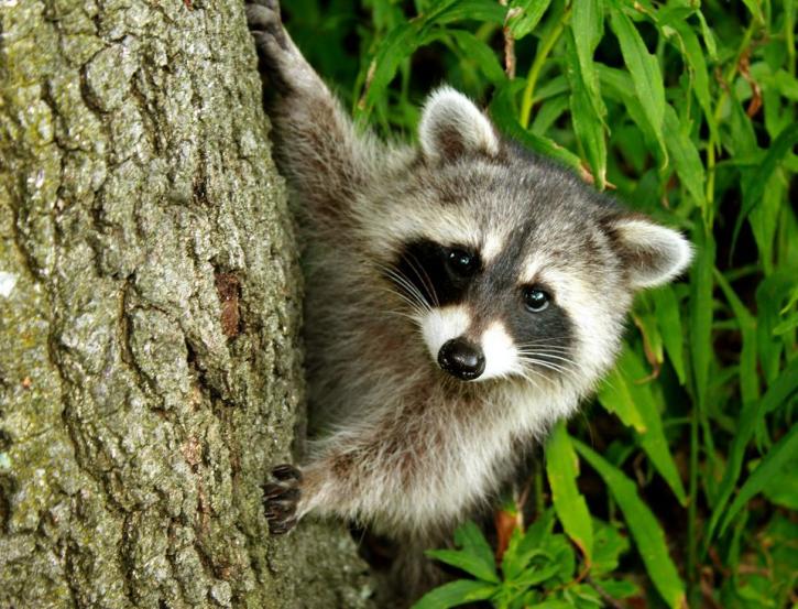 Image for 911Wildlife Removal with ID of: 1522782