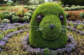 Image for Bushes with ID of: 1523394