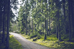 Image for Cascade Tree Service with ID of: 1524688