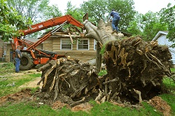 Image for Cascade Tree Service with ID of: 1524714