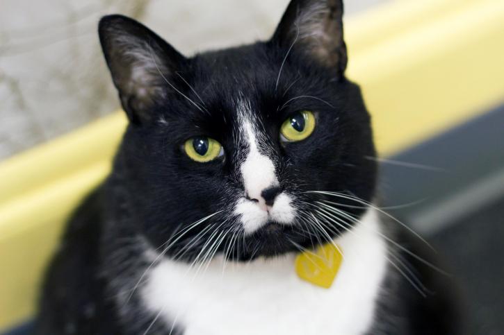 Image for Churchtown Veterinary Associate with ID of: 1530678