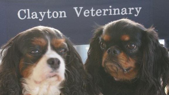 Image for Churchtown Veterinary Associate with ID of: 1530679