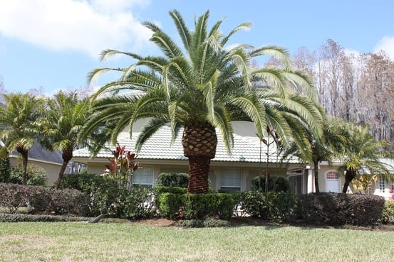 Image for Bradenton Tree Service with ID of: 1535185