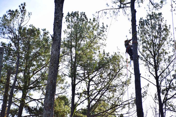 Image for North Star Tree Service with ID of: 1536128