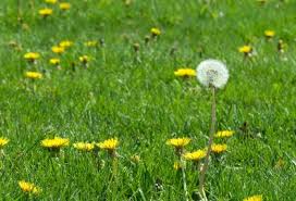 Image for Crabgrass Control Guys with ID of: 1540652