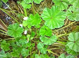 Image for Weed Control Guys with ID of: 1540780