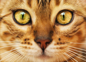 Image for Plainview Veterinary Clinic with ID of: 1541340