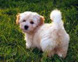 Image for Maxwell's All Natural Party Treats with ID of: 154598