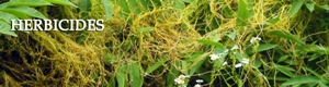 Image for Herbicides Market will explore robust size & growth during 2015-2021 with ID of: 1553580