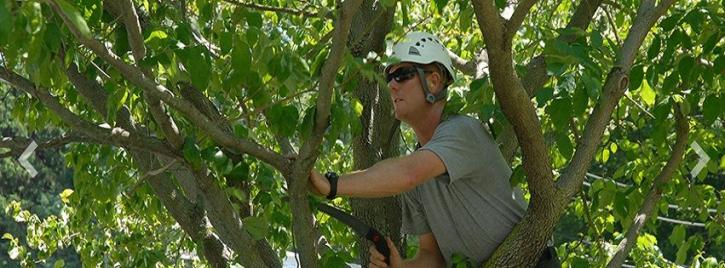 Image for Todd's Tree Service Inc with ID of: 1558981