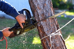 Image for Temecula's Best Tree Service with ID of: 1560761