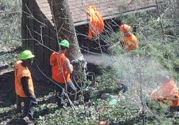 Image for Tree Company Guys with ID of: 1560825