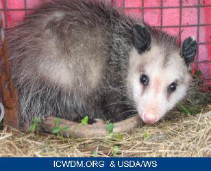 Image for Animal Control Specialists with ID of: 1564458