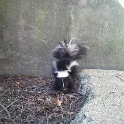 Image for Animal Control Specialists with ID of: 1564459
