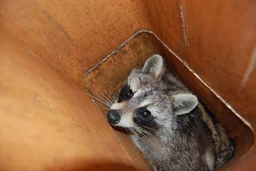 Image for Animal Control Specialists with ID of: 1564460