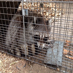 Image for Brinker Animal Removal with ID of: 1564742