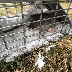 Image for Brinker Animal Removal with ID of: 1564750