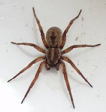 Image for San Tan Valley Pest Control with ID of: 1568299