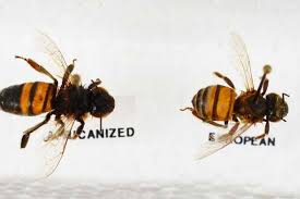 Image for San Tan Valley Pest Control with ID of: 1568300