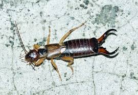 Image for San Tan Valley Pest Control with ID of: 1568301